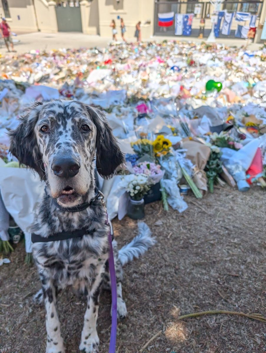 Brodie, a PAWS therapy dog, beside floral tributes while offering community support at Bondi