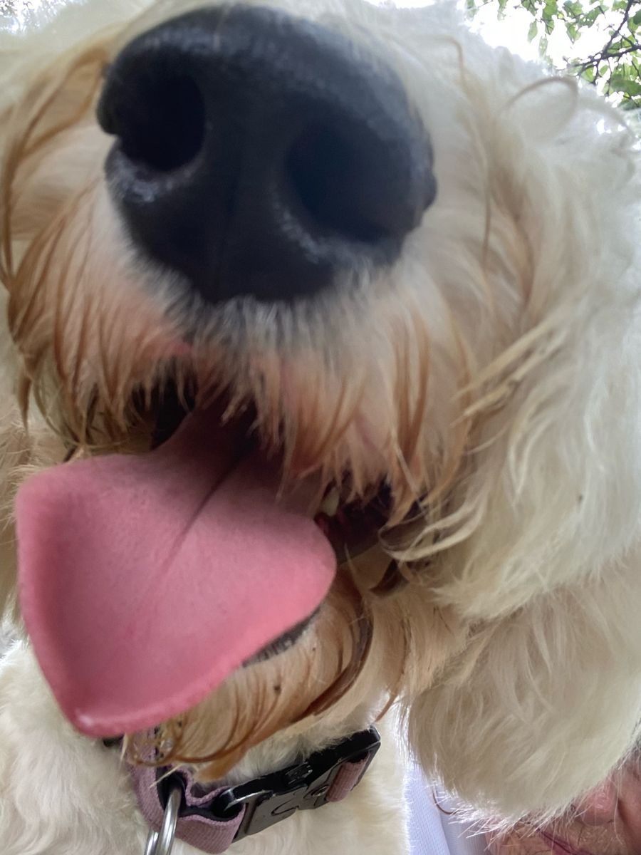 Dave, a fluffy PAWS therapy dog, grinning nose-first into the camera