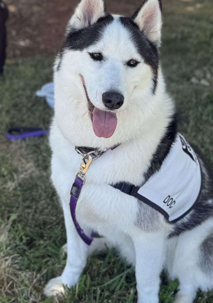 Doc, a smiling husky therapy dog in his PAWS vest, sitting on the grass