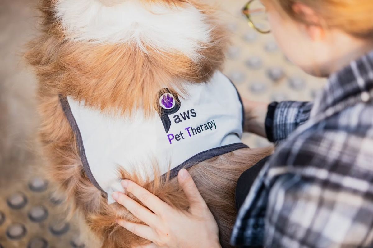 A hand resting on a dog wearing its PAWS Pet Therapy vest