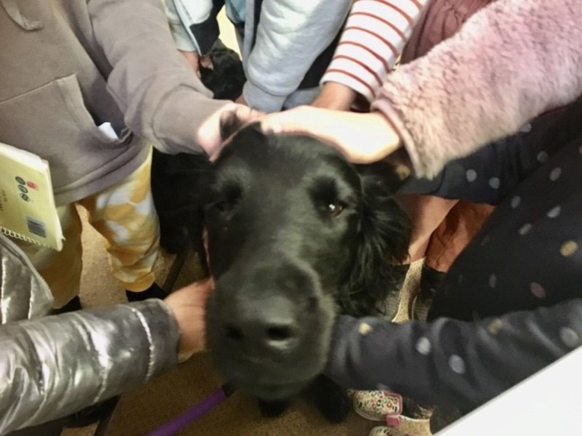 Children patting a PAWS therapy dog up close