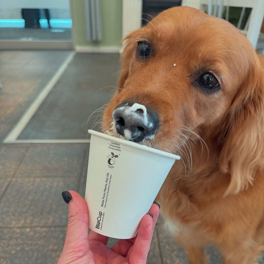 Riley, a golden PAWS therapy dog, licking froth from a small paper cup